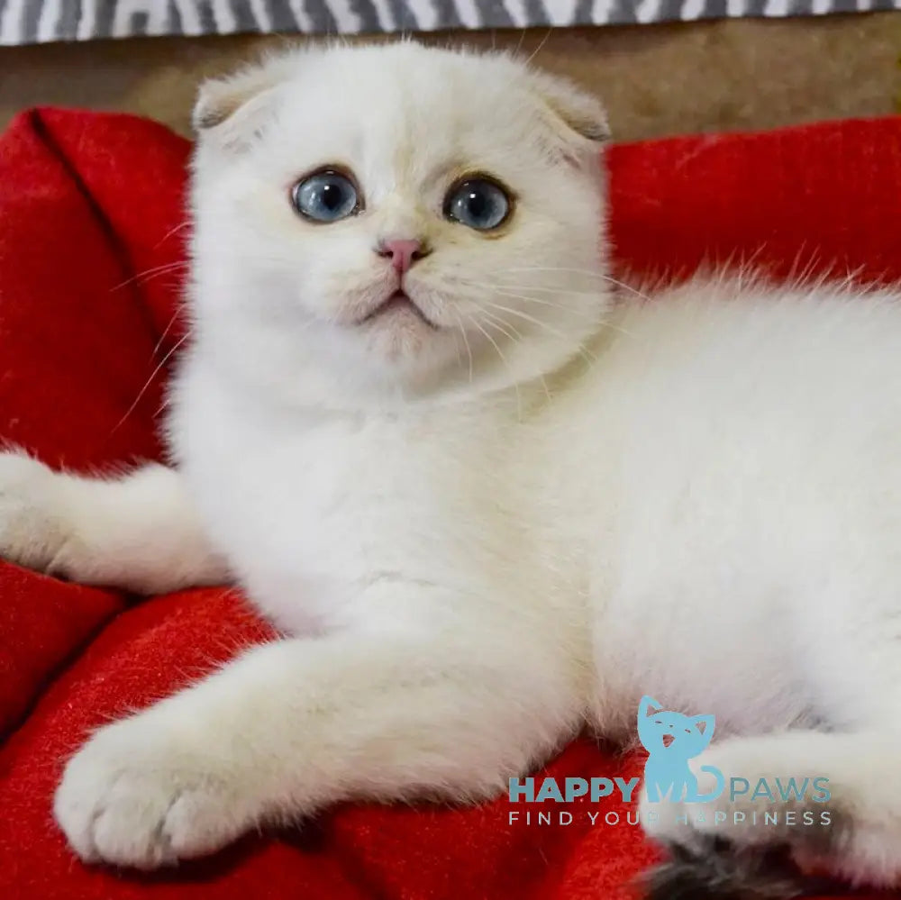 Sky Scottish Fold male black golden ticked tabby pointed live animals