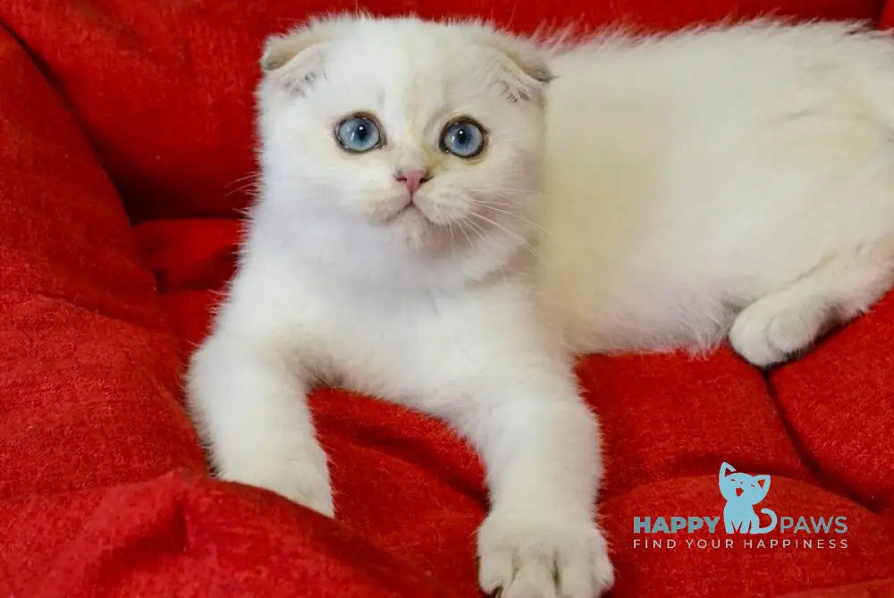Sky Scottish Fold male black golden ticked tabby pointed live animals