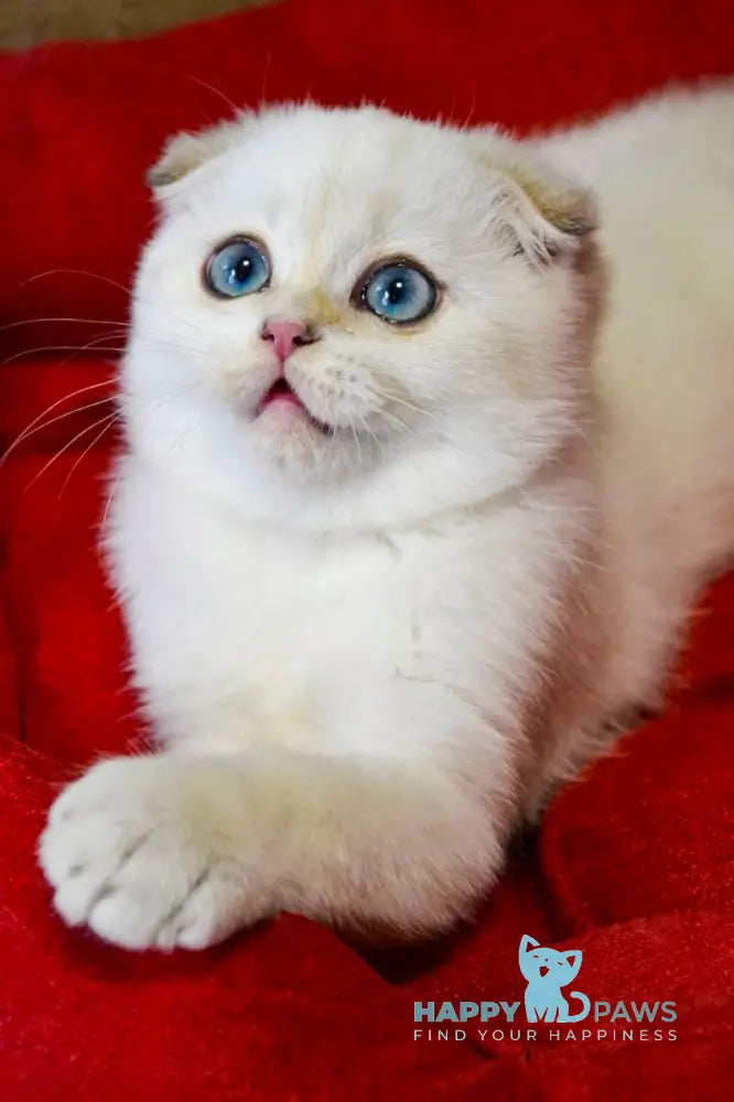 Sky Scottish Fold male black golden ticked tabby pointed live animals