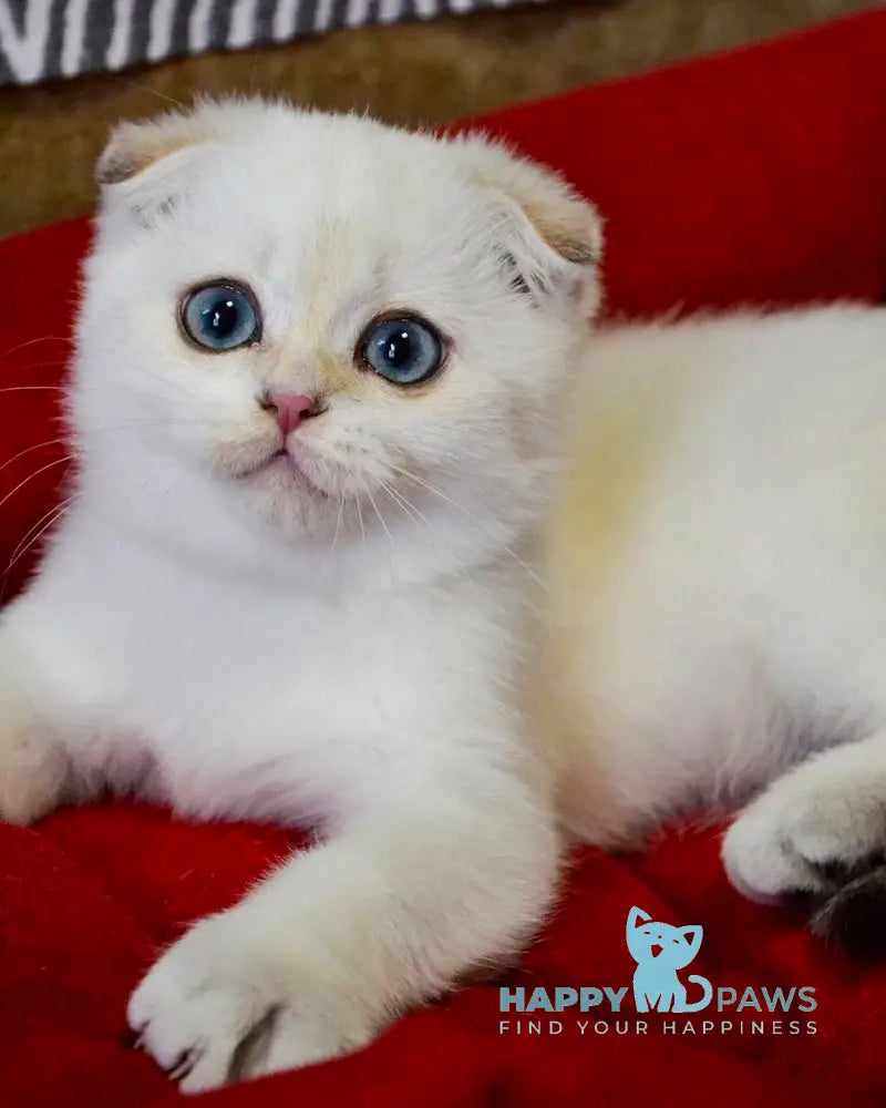 Sky Scottish Fold male black golden ticked tabby pointed live animals
