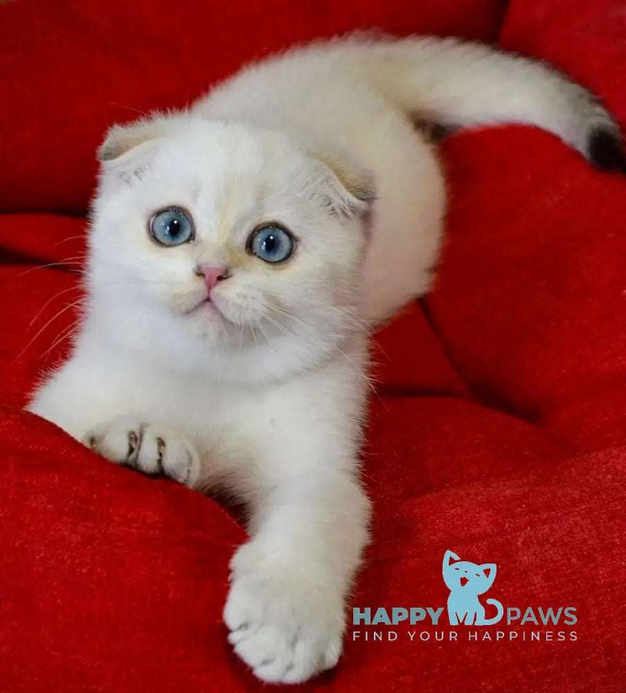 Sky Scottish Fold male black golden ticked tabby pointed live animals