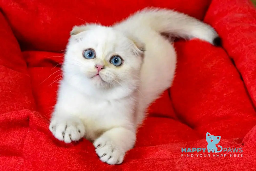 Sky Scottish Fold male black golden ticked tabby pointed live animals