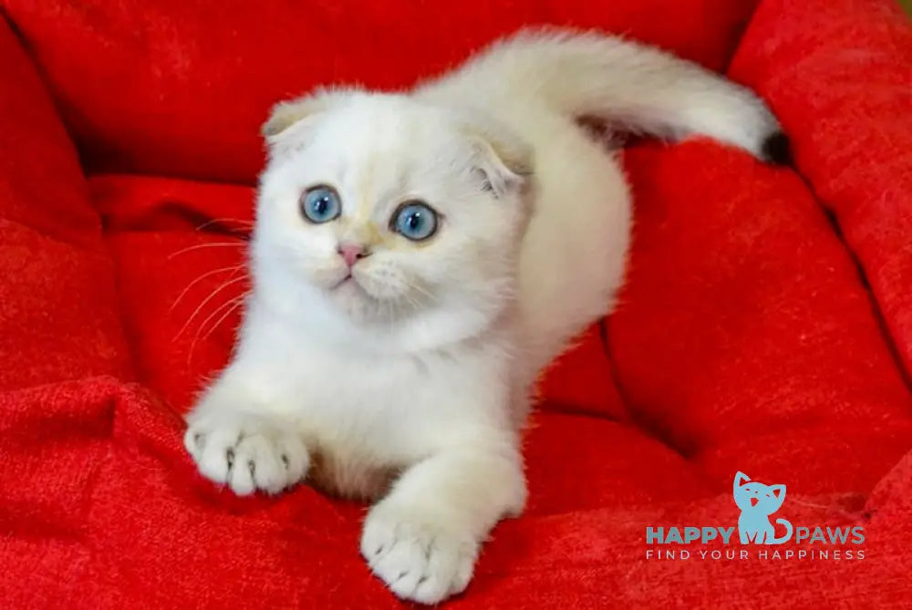 Sky Scottish Fold male black golden ticked tabby pointed live animals