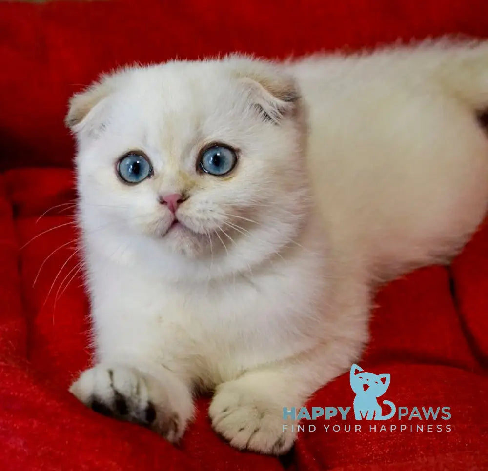 Sky Scottish Fold male black golden ticked tabby pointed live animals