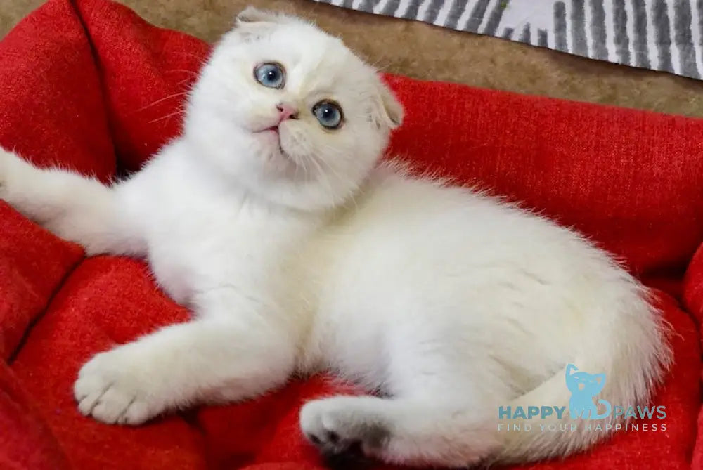 Sky Scottish Fold male black golden ticked tabby pointed live animals