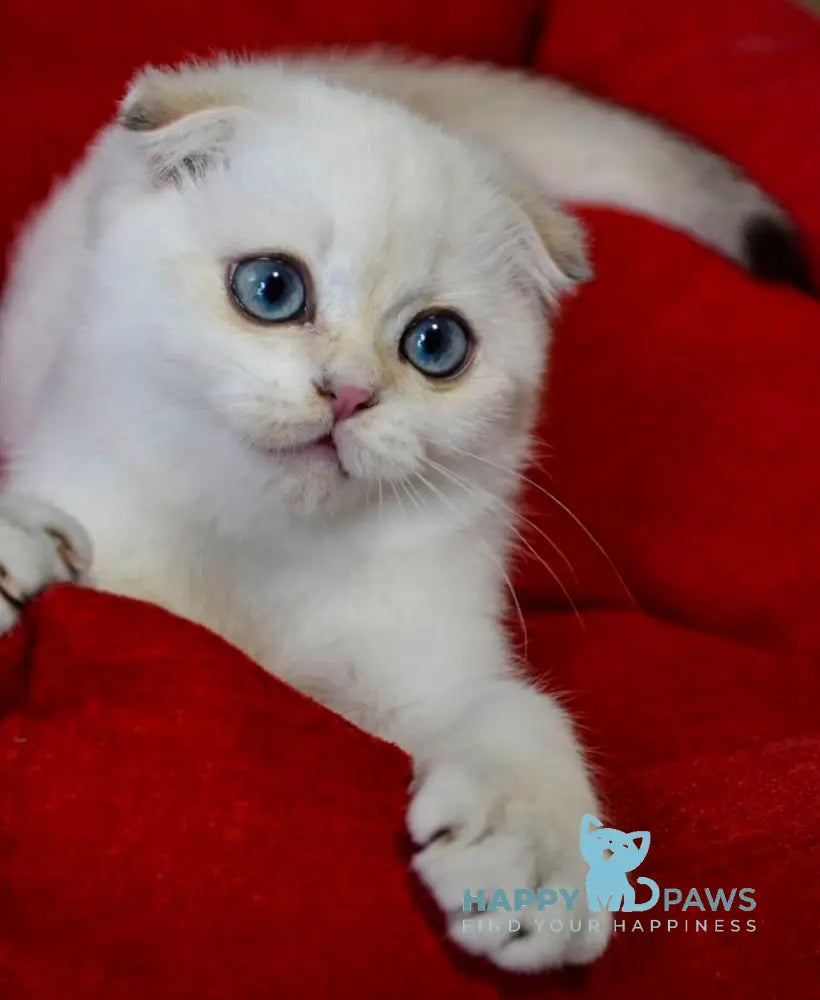 Sky Scottish Fold male black golden ticked tabby pointed live animals