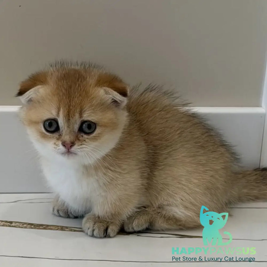 Skye Munchkin female black golden shaded - live animals
