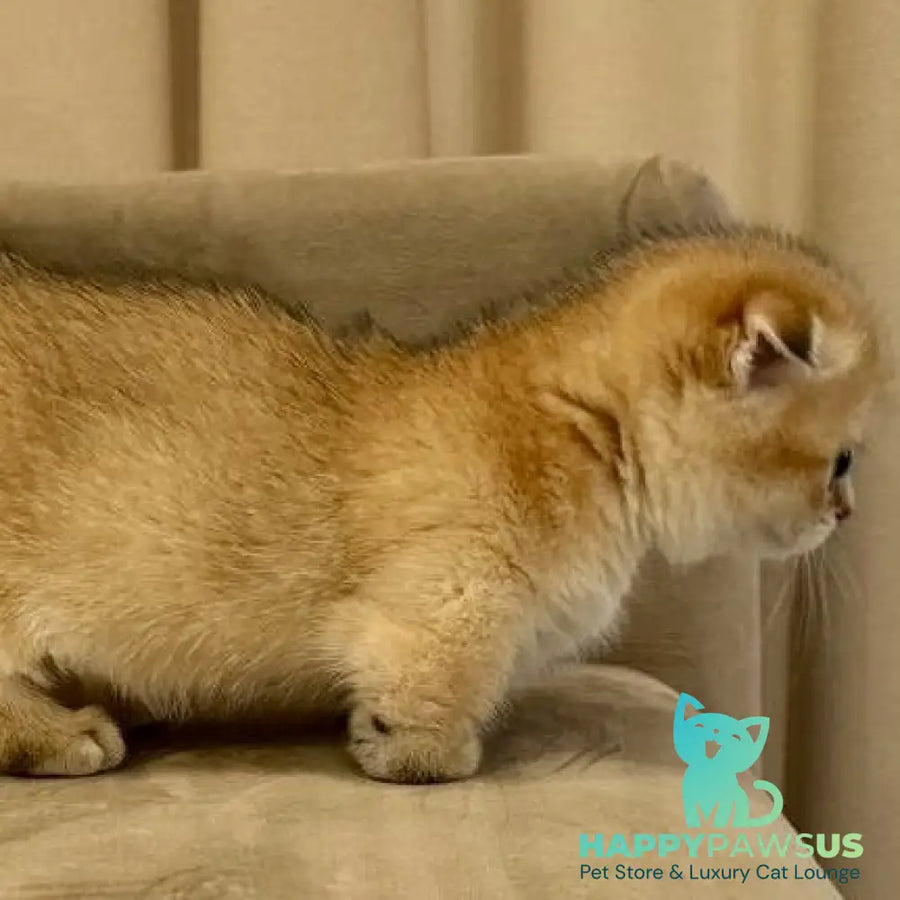 Skye Munchkin female black golden shaded - live animals