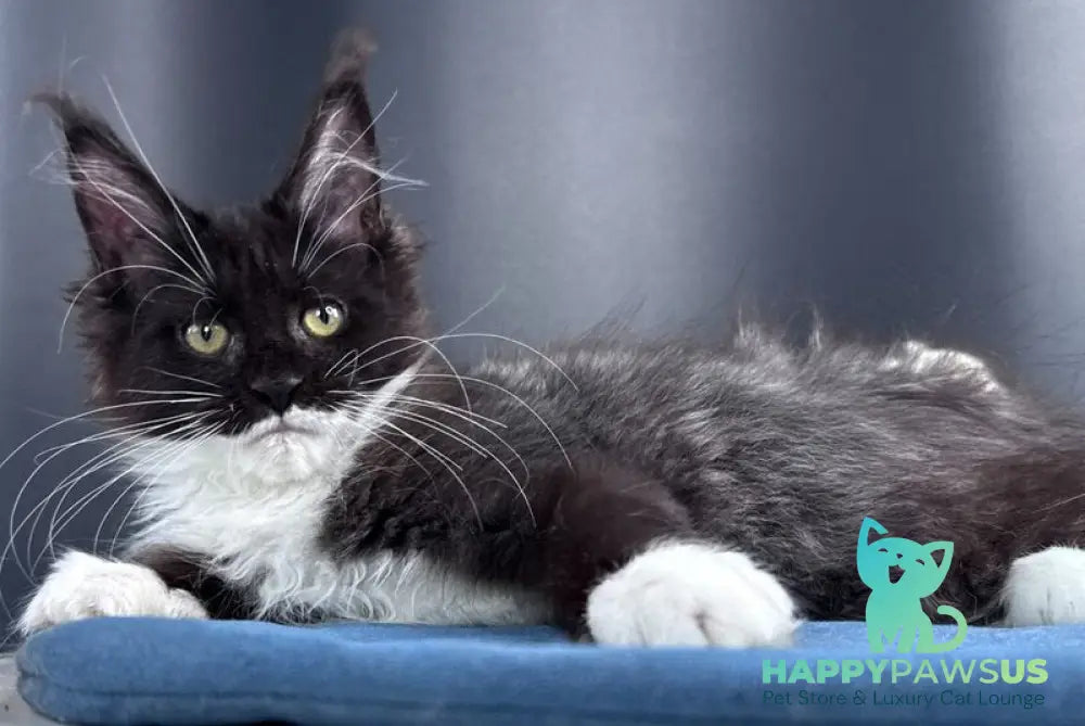 Skyla Leafdance Maine Coon female black bicolour - live animals