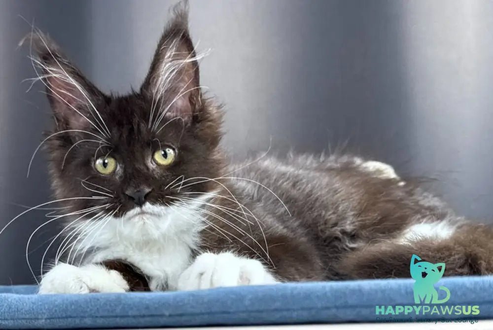 Skyla Leafdance Maine Coon female black bicolour - live animals