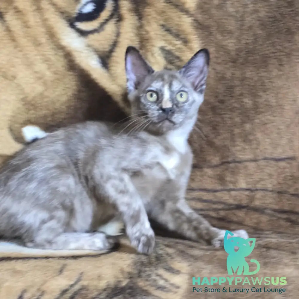 Skylar Burmese female black tortie - live animals