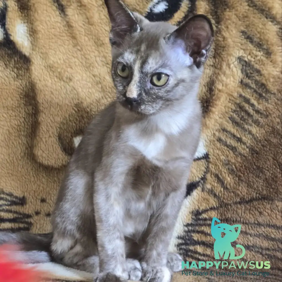 Skylar Burmese female black tortie - live animals