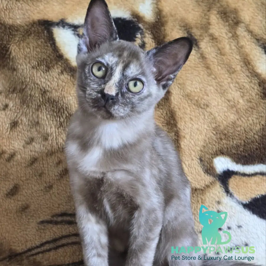 Skylar Burmese female black tortie - live animals