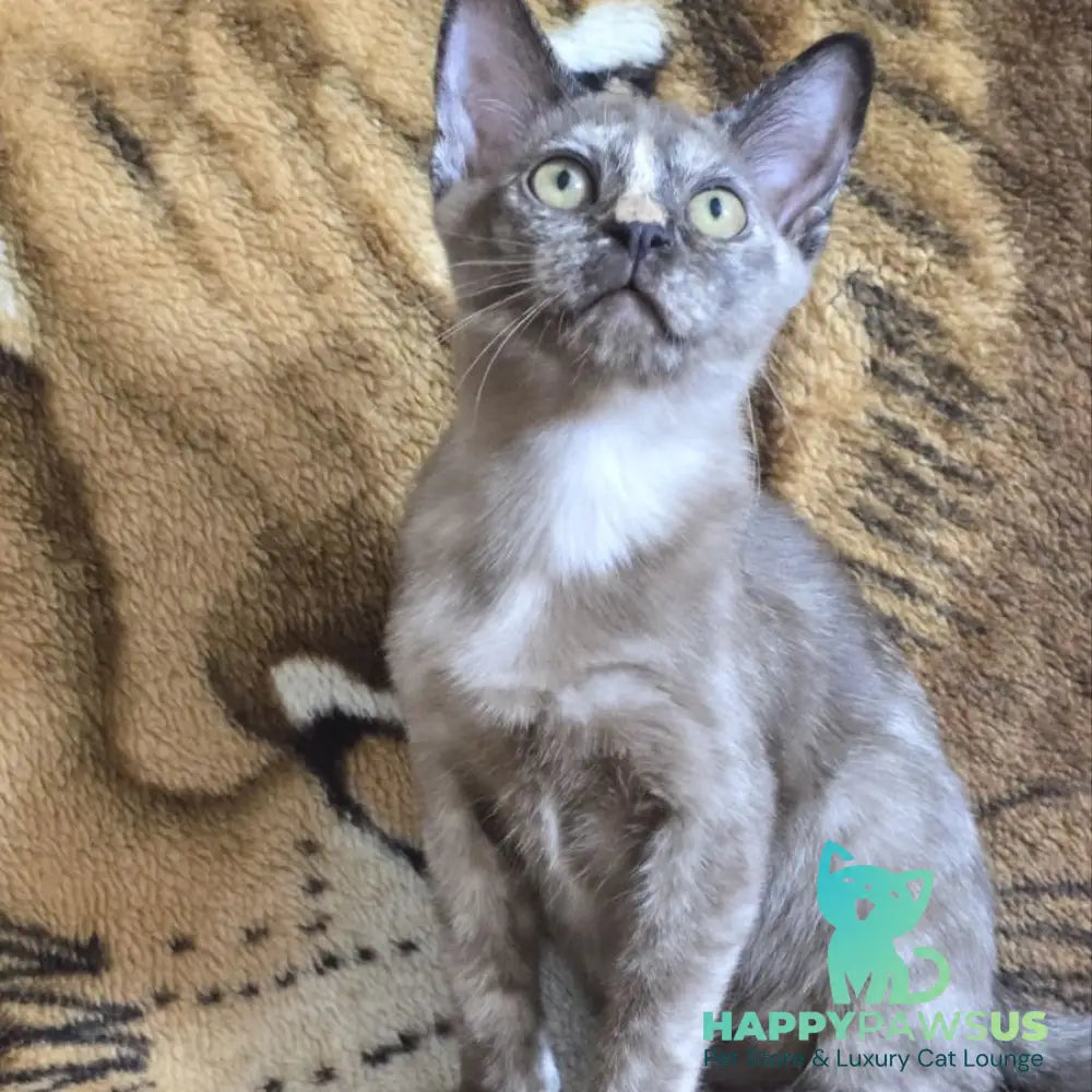 Skylar Burmese female black tortie - live animals