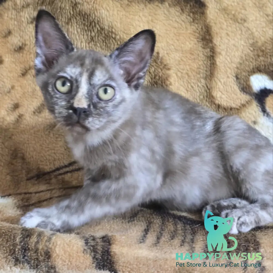 Skylar Burmese female black tortie - live animals