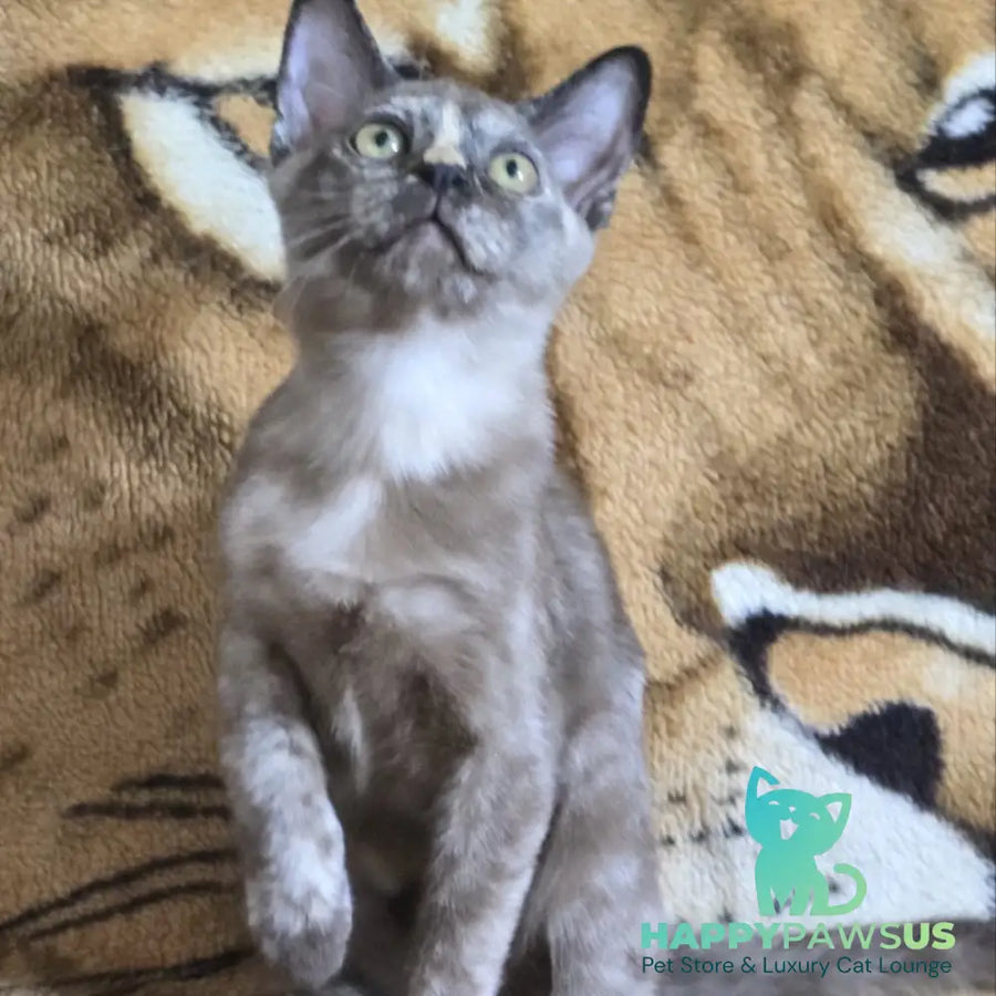 Skylar Burmese female black tortie - live animals