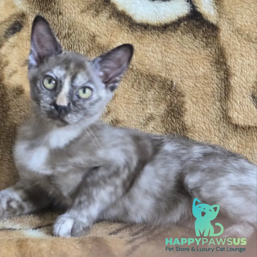 Skylar Burmese female black tortie - live animals