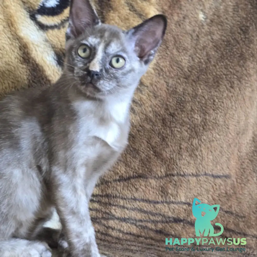 Skylar Burmese female black tortie - live animals