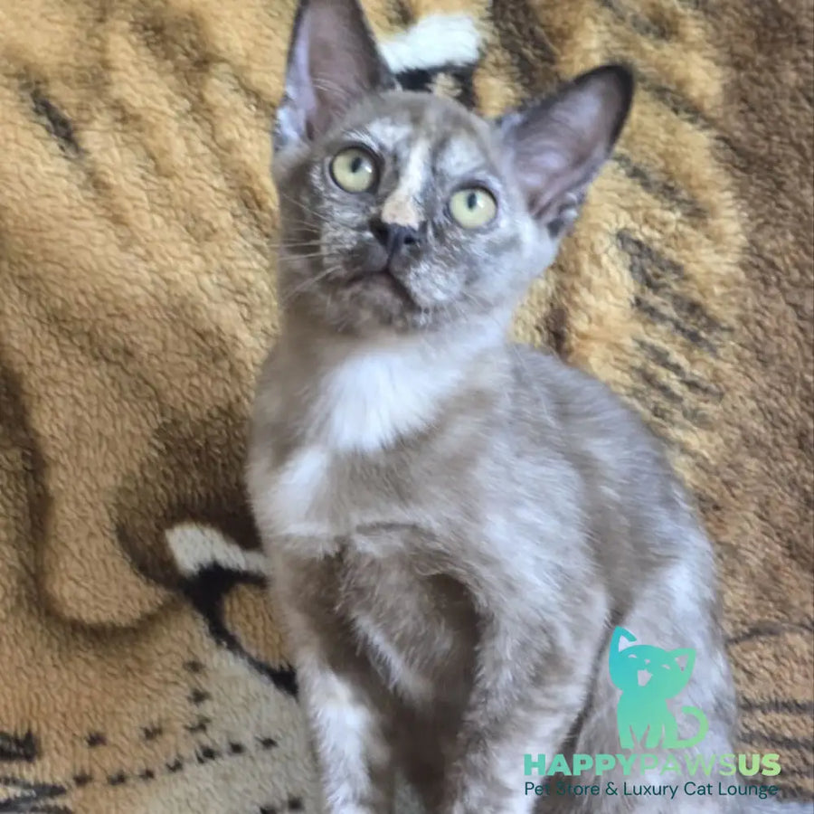 Skylar Burmese female black tortie - live animals