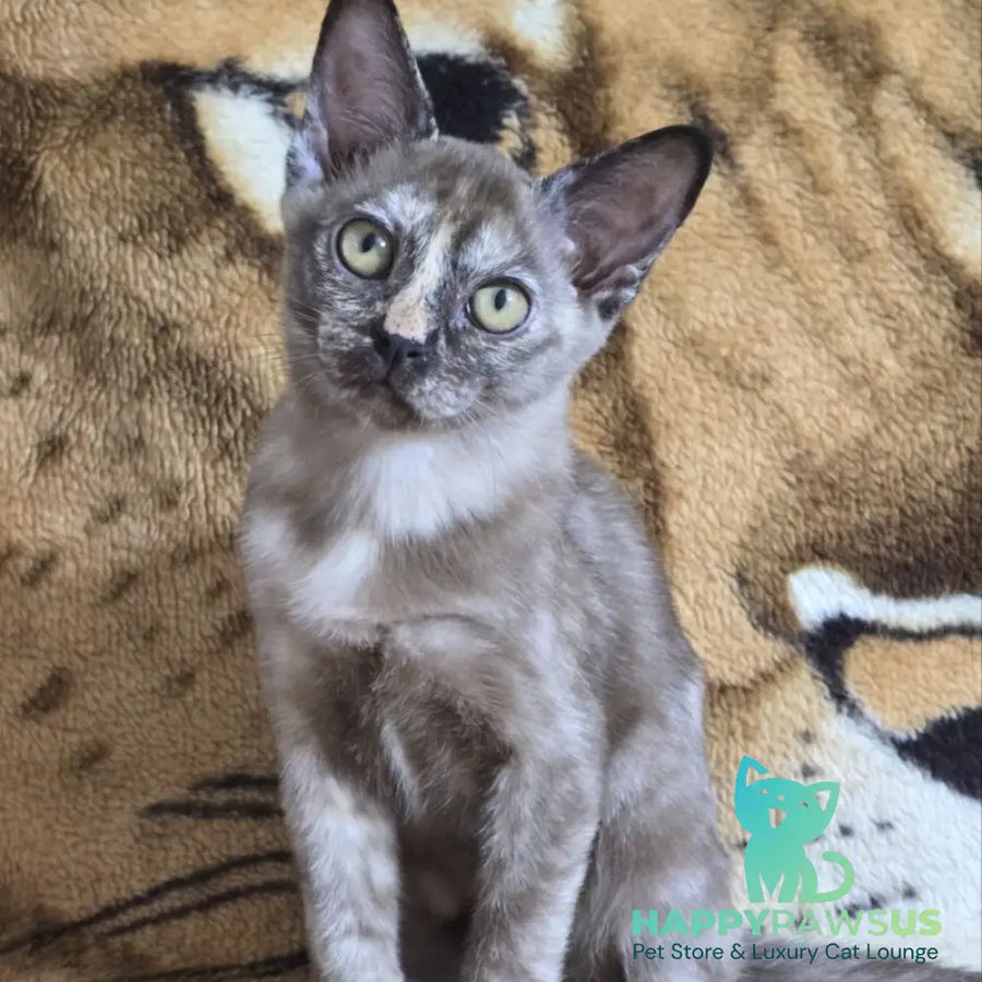 Skylar Burmese female black tortie - live animals