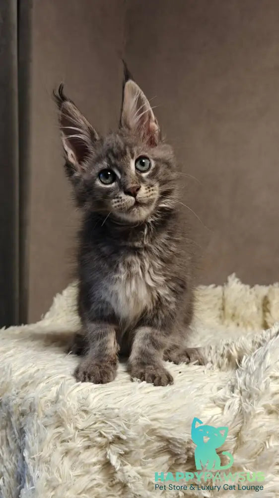 Skywalker Maine Coon male blue silver tabby - live animals
