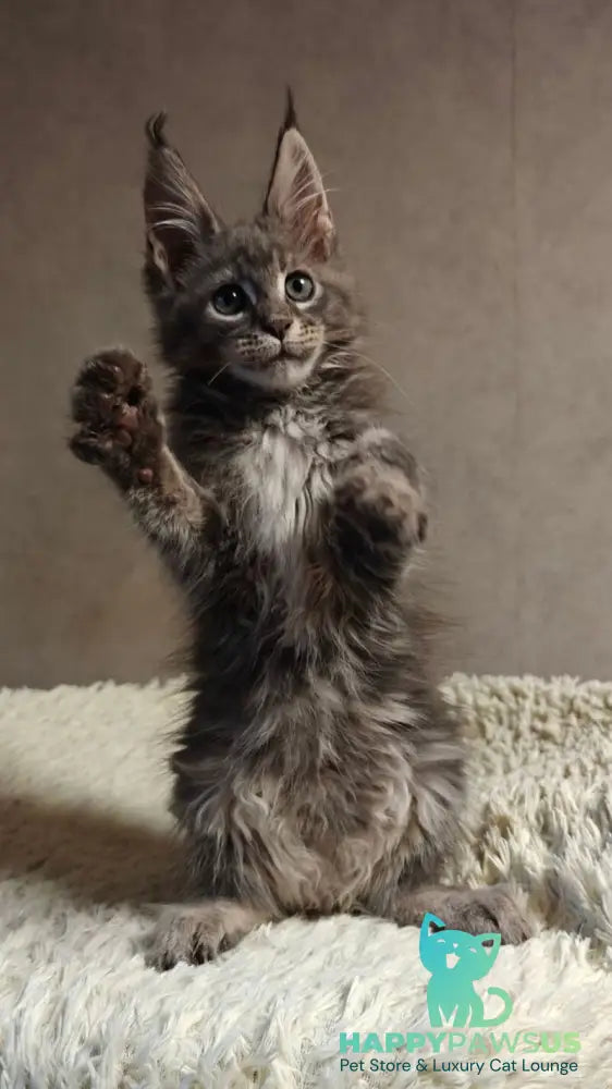 Skywalker Maine Coon male blue silver tabby - live animals