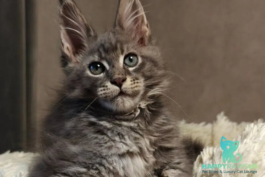 Skywalker Maine Coon male blue silver tabby - live animals