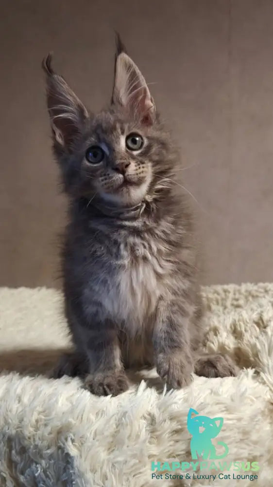 Skywalker Maine Coon male blue silver tabby - live animals