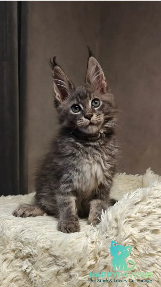 Skywalker Maine Coon male blue silver tabby - live animals