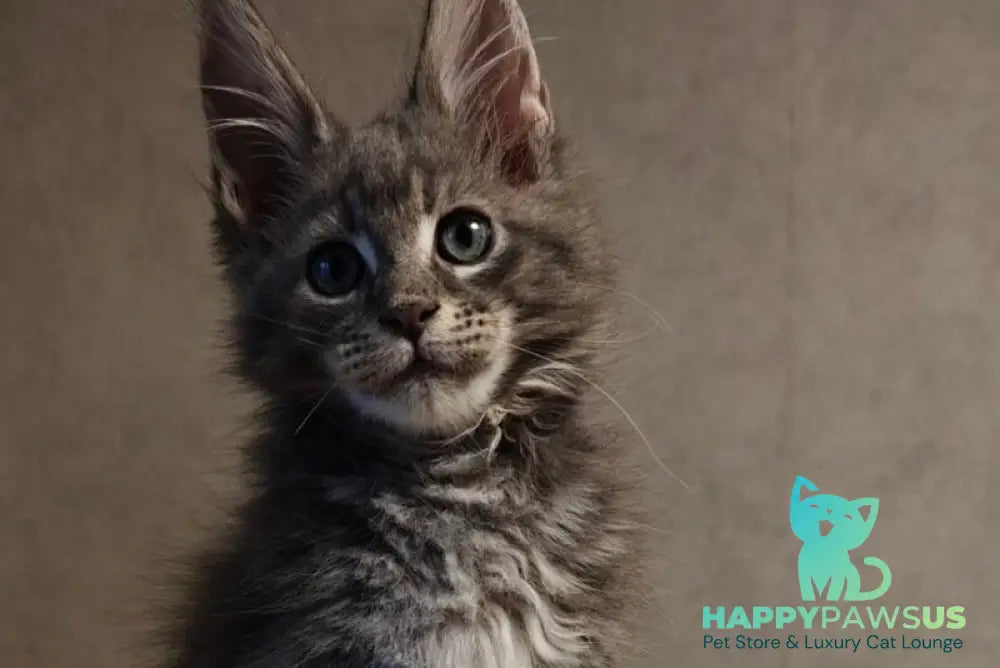 Skywalker Maine Coon male blue silver tabby - live animals