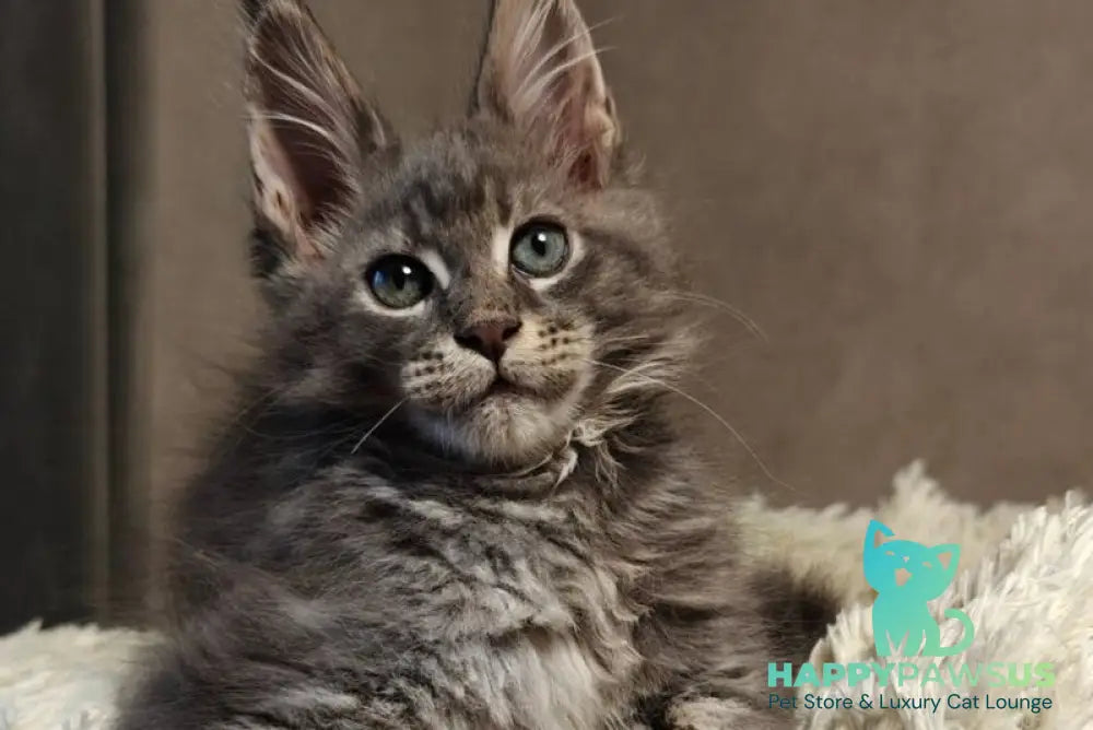 Skywalker Maine Coon male blue silver tabby - live animals