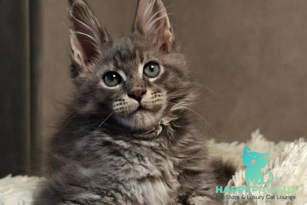 Skywalker Maine Coon male blue silver tabby - live animals