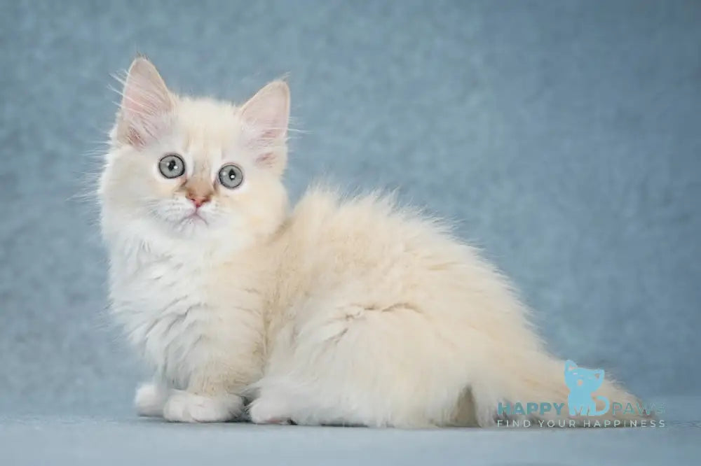 Slava Munchkin female chocolate tortie bicolour mink live animals
