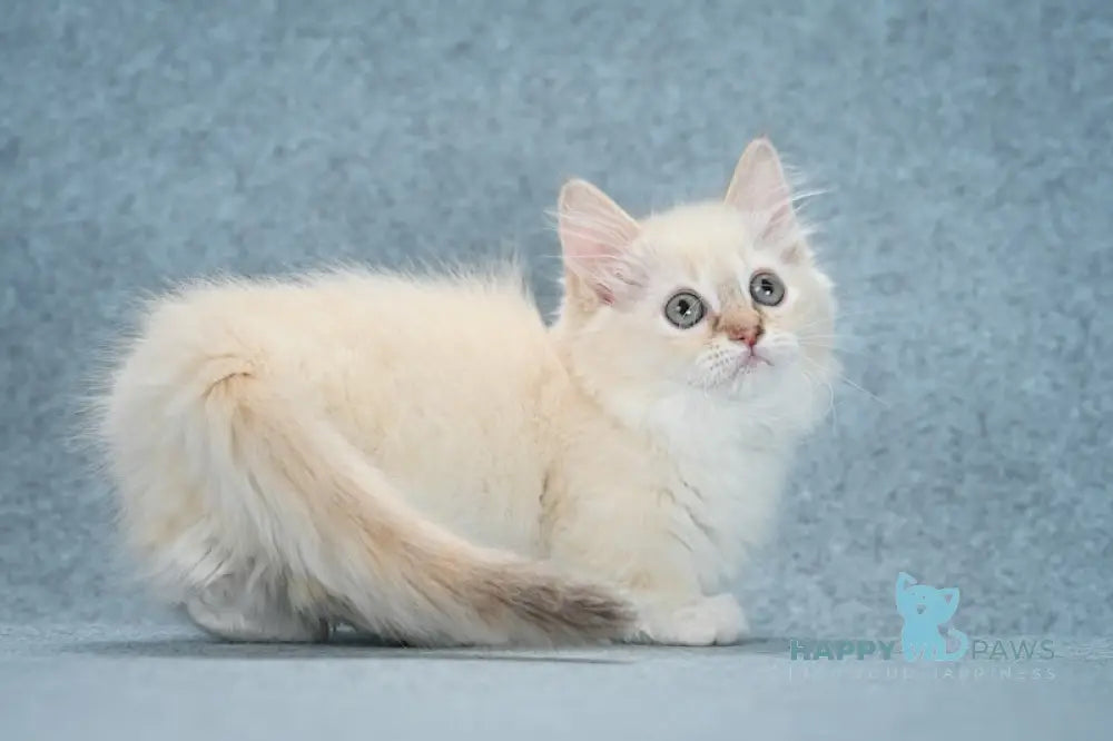 Slava Munchkin female chocolate tortie bicolour mink live animals