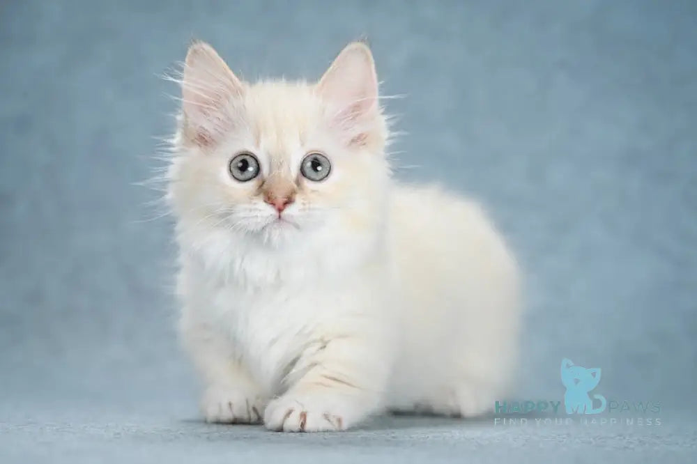 Slava Munchkin female chocolate tortie bicolour mink live animals