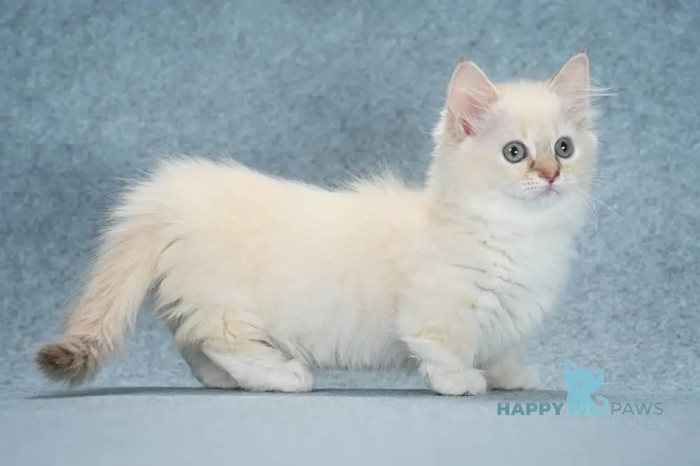 Slava Munchkin female chocolate tortie bicolour mink live animals