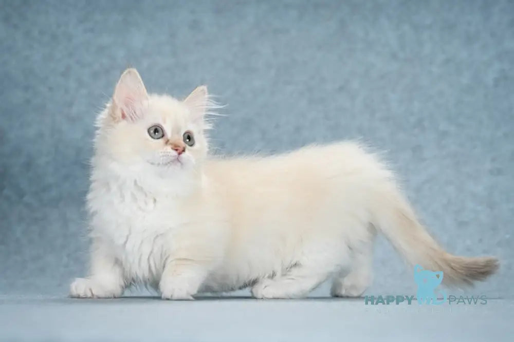 Slava Munchkin female chocolate tortie bicolour mink live animals
