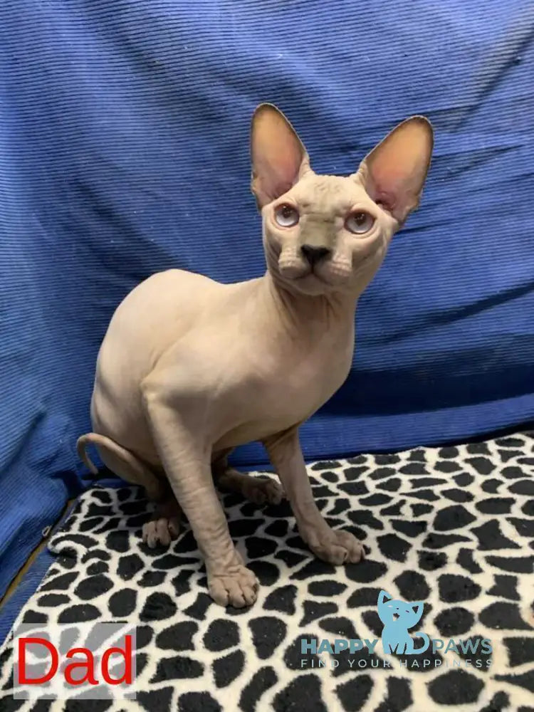 Slavia Canadian Sphynx female black live animals