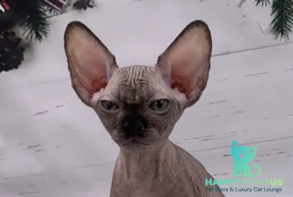 Slavia Canadian Sphynx female black live animals