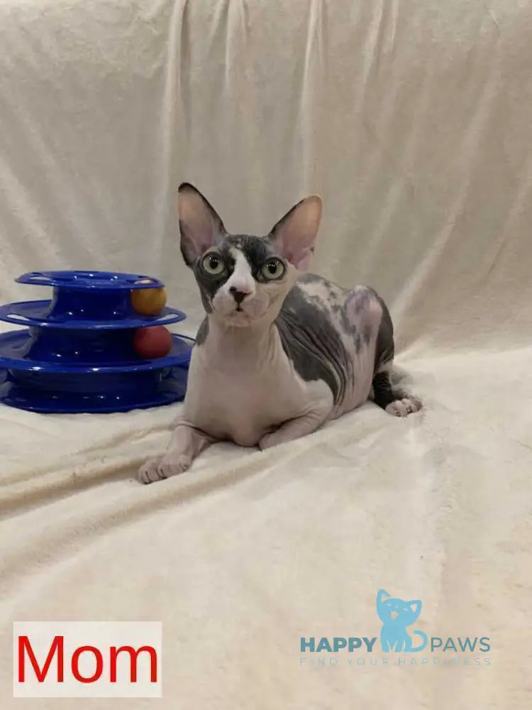Slavia Canadian Sphynx female black live animals