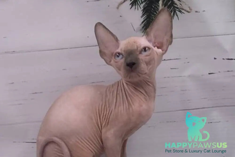 Slote Canadian Sphynx male blue pointed live animals