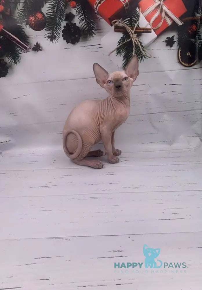 Slote Canadian Sphynx male blue pointed live animals