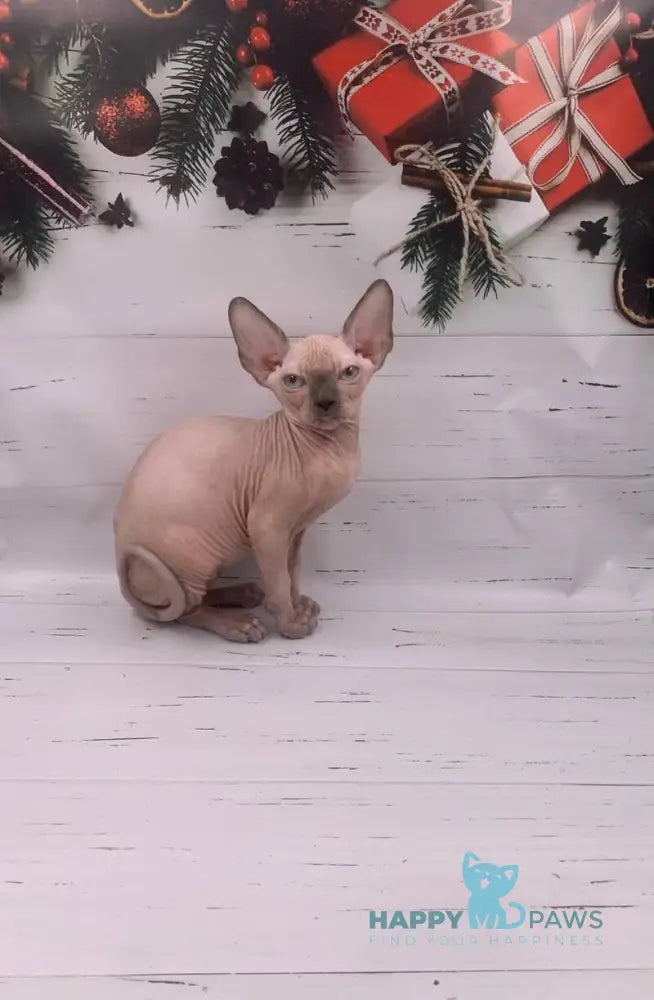 Slote Canadian Sphynx male blue pointed live animals