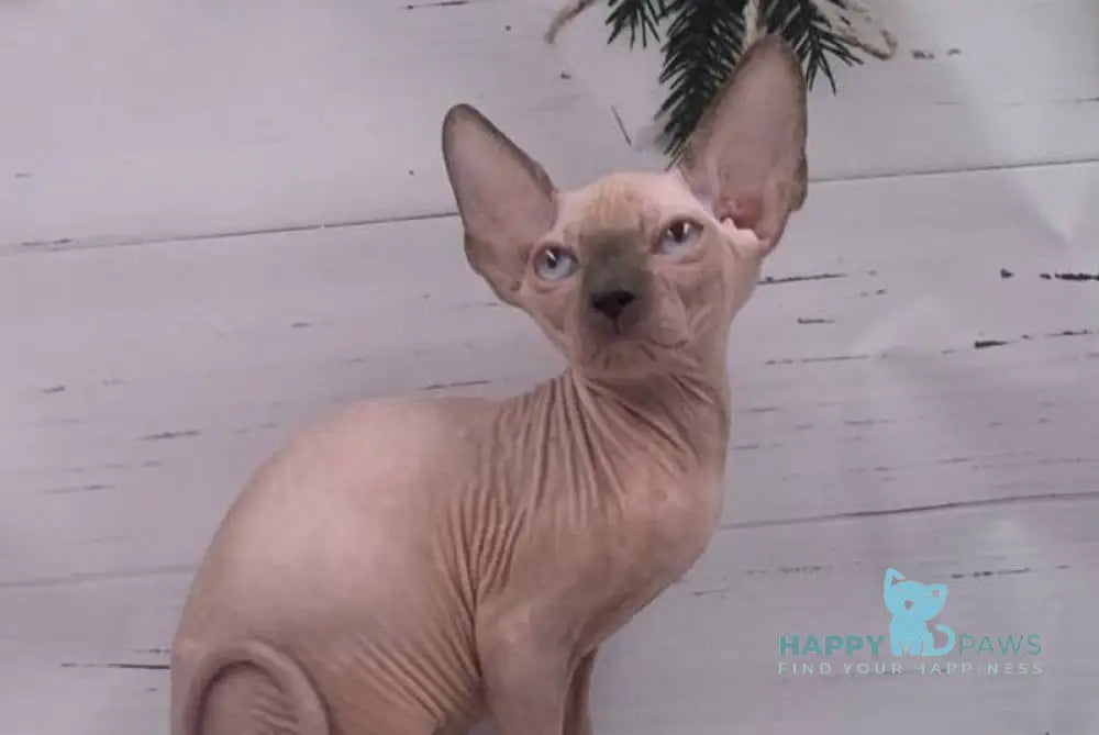 Slote Canadian Sphynx male blue pointed live animals