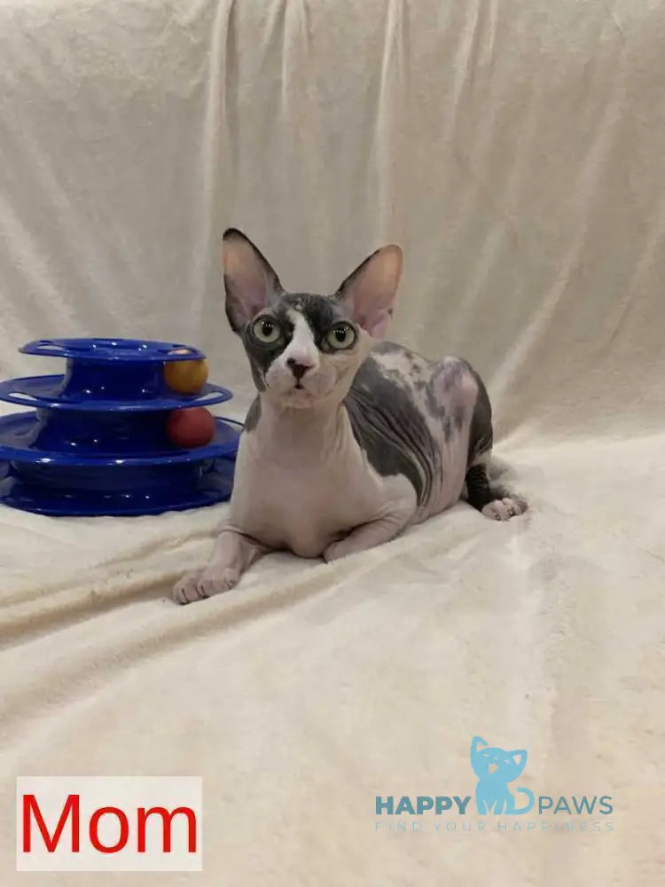 Slote Canadian Sphynx male blue pointed live animals