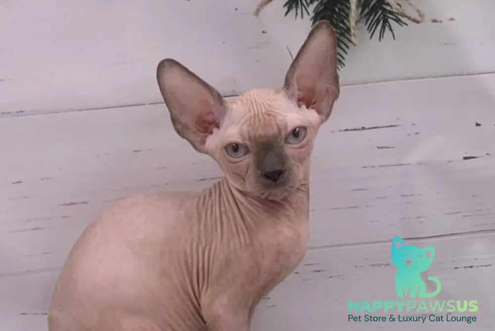 Slote Canadian Sphynx male blue pointed live animals