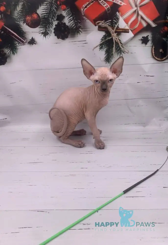 Slote Canadian Sphynx male blue pointed live animals