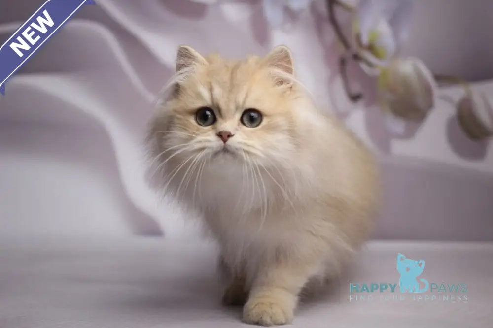 Smailic British Longhair male blue golden shaded live animals
