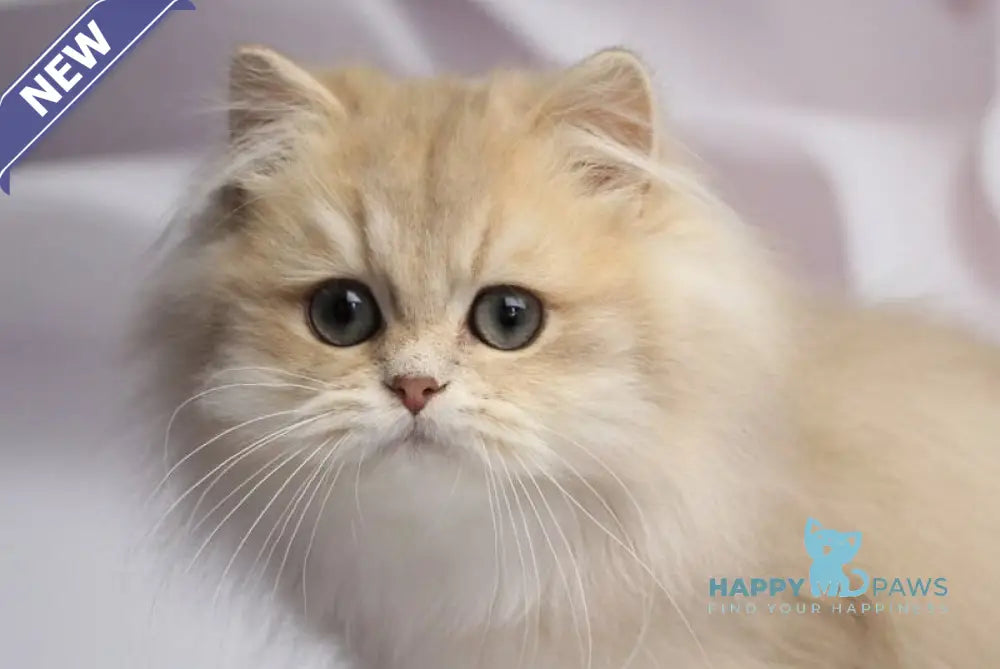 Smailic British Longhair male blue golden shaded live animals