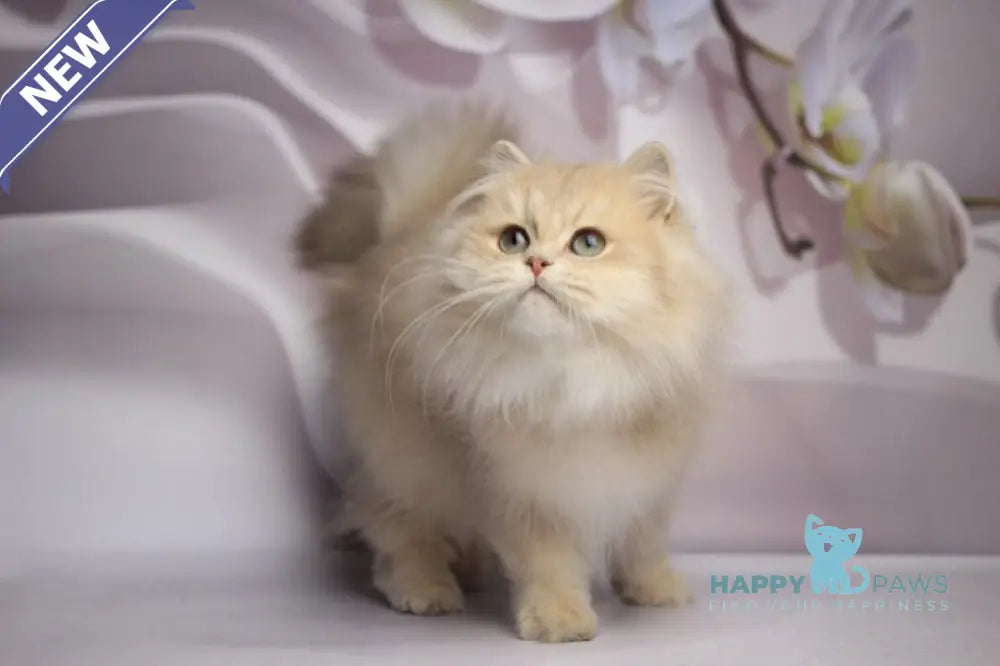 Smailic British Longhair male blue golden shaded live animals